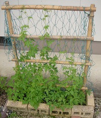20100730_001.jpg