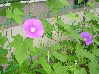 20100730_003.jpg