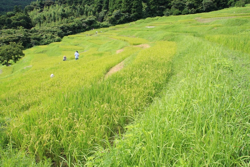 https://ecology.sonysonpo.co.jp/report/entryimage/IMG_2309.jpg