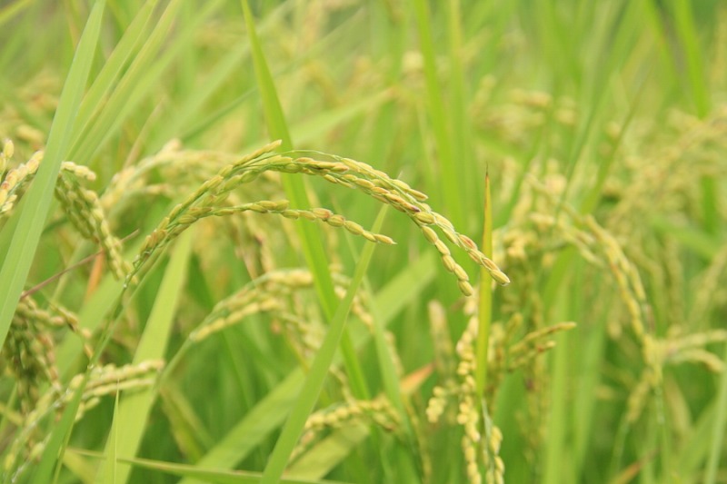 https://ecology.sonysonpo.co.jp/report/entryimage/IMG_2336.jpg