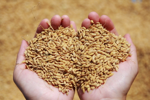 はじめての脱穀作業 2010年 スタッフブログ 活動レポート ソニー損保×そらべあ｜幼稚園にソーラー発電所を☆プログラム